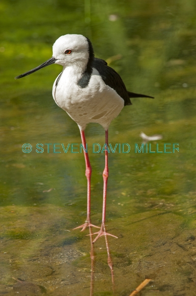 bird with long legs;stilt;black winged stilt;himantopus himantopus;pied stilt;alice springs desert park
