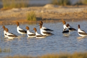 red-necked-avocet-picture;red-necked-avocet;red-necked-avocet;australian-avocet;avocet;avocets;flock