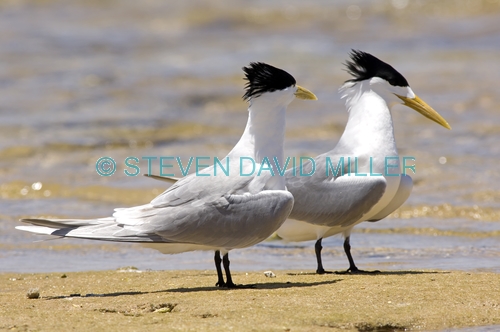 crested tern picture;crested tern;crested terns;two crested terns;sterna bergii;terns standing on foreshore;pair of terns;australian terns;australian tern;two;pair;point quobba;carnarvon;western australia;coastal western australia;steven david miller;natural wanders