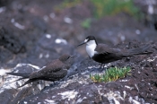 sooty-tern-picture;sooty-tern;tern;australian-tern;australian-terns;sterna-fuscata;sooty-tern-fledgl