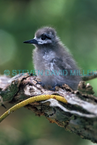 white tern picture;white tern;tern;australian tern;australian terns;white tern chick;tern chick;chick in tree;chick on branch;lord howe island;lord howe island birds;birds of lord howe island;steven david miller;natural wanders