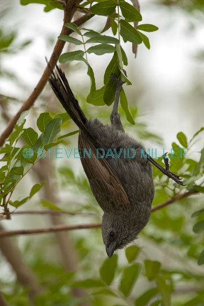 apostlebird;apostle bird;struthidea cinerea;cania gorge national park