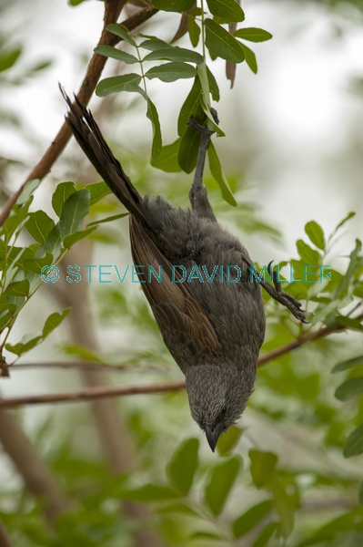 apostlebird;apostle bird;struthidea cinerea;cania gorge national park