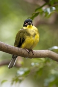 australasian-figbird-picture;australasian-figbird;yellow-figbird;sphecotheres-vieilloti;figbird-flav