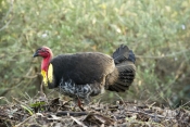 australian-brushturkey;brush-turkey;scrub-turkey;bush-turkey;lane-cove-national-park