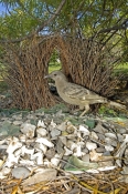 great-bowerbird-picture;great-bowerbird;chlamydera-nuchalis;male-great-bowerbird;great-bowerbird-in-