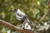 Butcherbirds, Woodswallows, Currawongs, Magpies