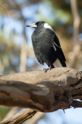 Butcherbirds, Woodswallows, Currawongs, Magpies
