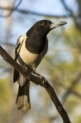 pied-butcherbird-picture;pied-butcherbird;pied-butcher-bird;cracticus-nigrogularis;kimberley;austral