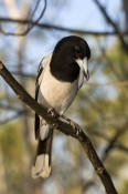 pied-butcherbird-picture;pied-butcherbird;pied-butcher-bird;cracticus-nigrogularis;kimberley;austral
