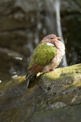bird-bathing;green-bird;green-winged-bird