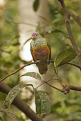 rose-crowned-fruit-dove-picture;rose-crowned-fruit-dove;rose-crowned-fruit-dove;ptilinopus-regina;fr