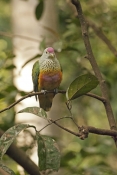 rose-crowned-fruit-dove-picture;rose-crowned-fruit-dove;rose-crowned-fruit-dove;ptilinopus-regina;fr