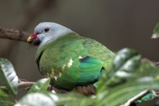 wompoo-fruit-dove-picture;wompoo-fruit-dove;wompoo-fruit-dove;wompoo-pigeon;ptilinopus-magnificus;ra