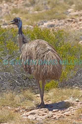 emu picture;emu;emu standing;endemic australian bird;big bird;dromaius novaehollandiae;emu portrait;cape range national park;exmouth;western australia;australian bird;emu head;steven david miller;natural wanders