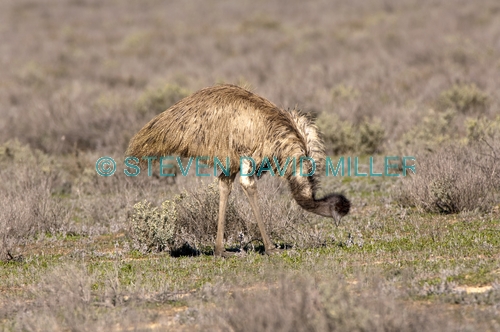 emu picture;emu;dromaius novaehollandiae;emu walking;emu standing;endemic bird;australian bird;big bird;mungo national park;australian national parks;new south wales;steven david miller;natural wanders