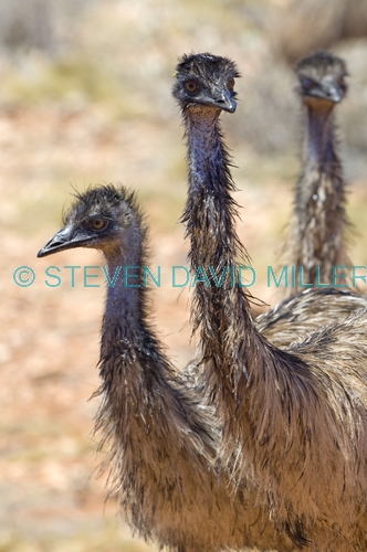 emu picture;emu;emu standing;endemic australian bird;big bird;dromaius novaehollandiae;emu portrait;cape range national park;exmouth;western australia;australian bird;emu head;steven david miller;natural wanders;emu group;group of emus