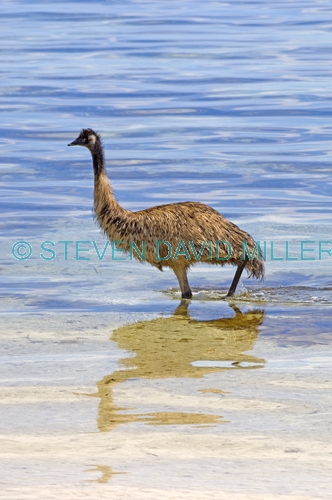 emu picture;emu;dromaius novaehollandiae;big bird;emu in water;emu wading;coffin bay national park;south australia;bird bathing;bird bath;steven david miller;natural wanders