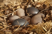 emu-eggs;emu-egg-picture;dromaius-novaehollandiae;large-bird-eggs;big-bird-eggs;australian-bird-eggs