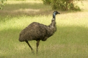 big-bird;australian-big-bird;australian-national-parks