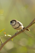 double-barred-finch-picture;double-barred-finch;double-barred-finch;australian-finch;australian-finc