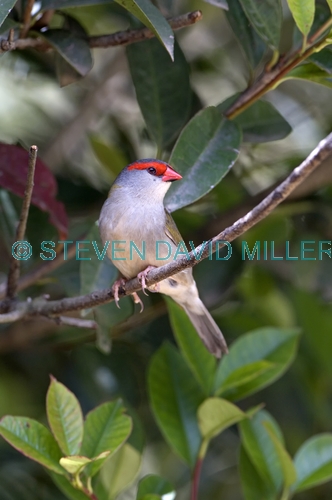 red-browed firetail picture;red-browed finch;red browed finch;red-browed firetail;red browed firetail;neochmia temporalis;australian finch;australian finches;finch;finches;firetail;firetails gloucester tops;gloucester;barrington tops;new south wales;new south wales birds;steven david miller;natural wanders