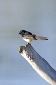 willie-wagtail-picture;willie-wagtail;juvenile-willie-wagtail;fantail;flycatcher;rhipidura-leucophry