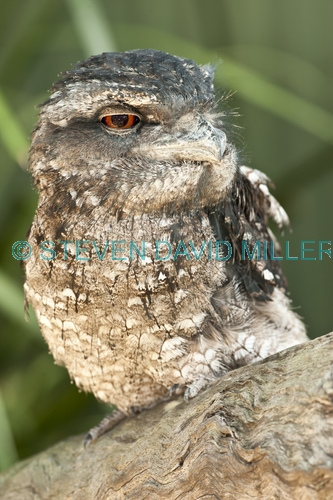 papuan frogmouth;frogmouth;podargus papuensis;australian frogmouth;australian bird;cape york bird;frogmouth portrait;frogmouth close-up;bird with red eye;kuranda;queensland;the rainforest station;dignified;serious;stern;steven david miller;natural wanders