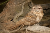papuan-frogmouth-picture;papuan-frogmouth;frogmouth;podargus-papuensis;australian-frogmouth;australi