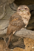 papuan-frogmouth-picture;papuan-frogmouth;frogmouth-podargus-papuensis;australian-frogmouth;australi