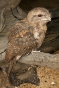papuan-frogmouth-picture;papuan-frogmouth;frogmouth;podargus-papuensis;australian-frogmouth;australi