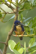 azure-kingfisher-picture;azure-kingfisher;kingfisher;australian-kingfishers;australian-wet-tropics;d