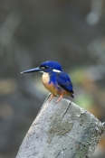 azure-kingfisher-picture;azure-kingfisher;kingfisher;australian-kingfishers;australian-wet-tropics;d