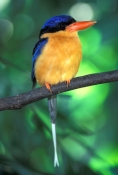 buff-breasted-paradise-kingfisher-picture;buff-breasted-paradise-kingfisher-picture;buff-breasted-pa