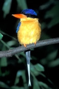 Kingfishers