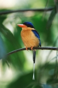 AUSTRALIA;Animal;Animalia;Aves;BIRDS;Bird;Buff-breasted-paradise-kingfisher;Coraciiformes;Halcyonida