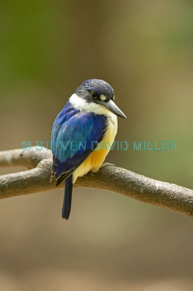 macleay’s kingfisher;blue kingfisher
