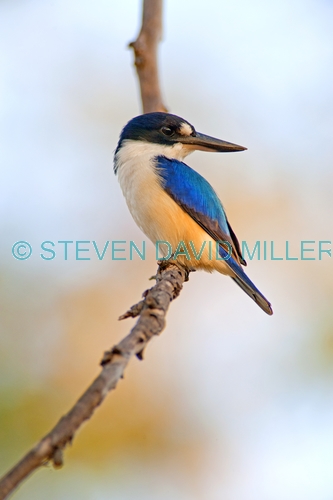 forest kingfisher picture;forest kingfisher;tree kingfisher;australian kingfisher;male kingfisher;todiramphus macleayii;halcyon macleayii;kingfisher on tree branch;kingfisher with blue feathers;bird with beautiful feathers;beautiful bird;mary river;northern territory;australia;birds of the top end;blue and white;steven david miller;natural wanders