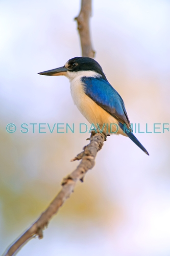 forest kingfisher picture;forest kingfisher;tree kingfisher;australian kingfisher;male kingfisher;todiramphus macleayii;halcyon macleayii;kingfisher on tree branch;kingfisher with blue feathers;bird with beautiful feathers;beautiful bird;mary river;northern territory;australia;birds of the top end;blue and white;steven david miller;natural wanders