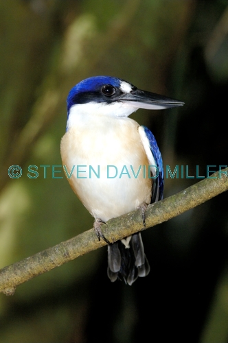 forest kingfisher picture;forest kingfisher;tree kingfisher;australian kingfisher;todiramphus macleayii;halcyon macleayii;kingfisher on tree branch;kingfisher with blue feathers;bird with beautiful feathers;beautiful bird;bird world;kuranda;north queensland;blue and white;steven david miller;natural wanders