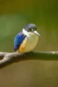 macleay’s-kingfisher;blue-kingfisher