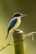 macleayrsquo;s-kingfisher;blue-kingfisher
