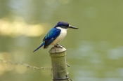 macleayrsquo;s-kingfisher;blue-kingfisher
