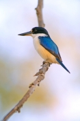 forest-kingfisher-picture;forest-kingfisher;tree-kingfisher;australian-kingfisher;male-kingfisher;to