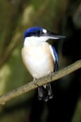 forest-kingfisher-picture;forest-kingfisher;tree-kingfisher;australian-kingfisher;todiramphus-maclea