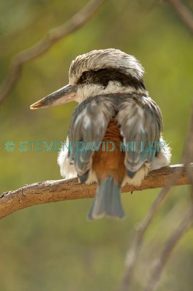 red backed kingfisher;todiramphus pyrrhopygius;alice springs desert park;australian kingfisher