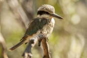 red-backed-kingfisher;todiramphus-pyrrhopygius;alice-springs-desert-park;australian-kingfisher