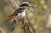 bird-calling;red-backed-kingfisher;todiramphus-pyrrhopygius;alice-springs-desert-park;australian-kin