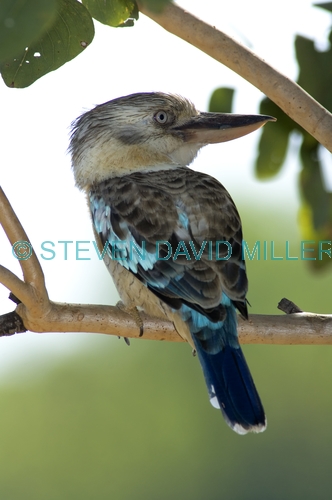 blue-winged kookaburra picture;blue-winged kookaburra;blue winged kookaburra;kookaburra;australian kookaburra;katherine;northern territory;bird with blue wings;bird with large beak;steven david miller;natural wanders
