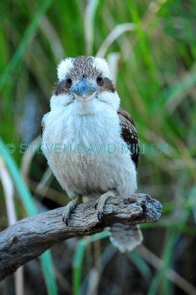 iconic bird;iconic australian bird;australian national park;eye contact